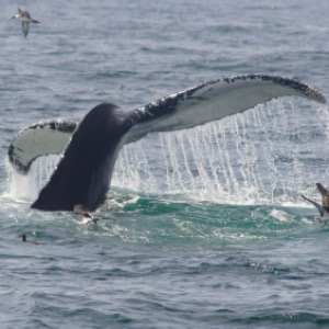 Whale Watching at Cape Cod