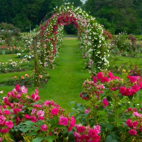 The Beautiful Rose Gardens in Elizabeth Park