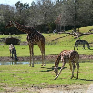 Animals at the Montgomery Zoo