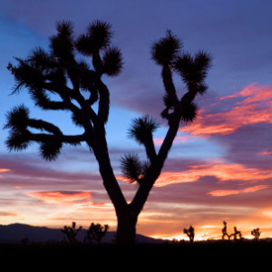 A Silhouette of a Joshua Tree in the Mojave Desert