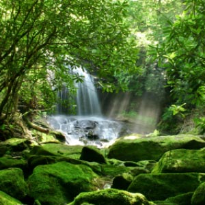 Hidden Rainforest Fall in the Appalachian Forest