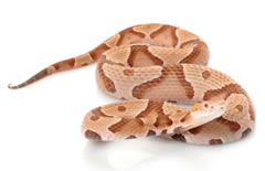 As far as snakes go, the American Copperhead would have