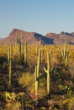 Saguaro Desert