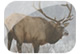 US Wildlife Guide 